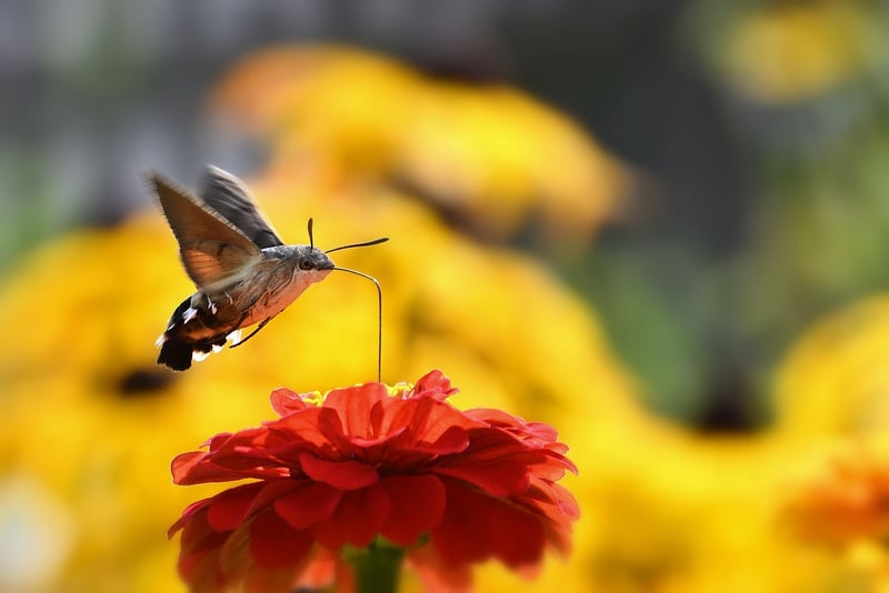 Butterfly Effect
